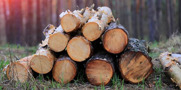 Compra de madera en pie