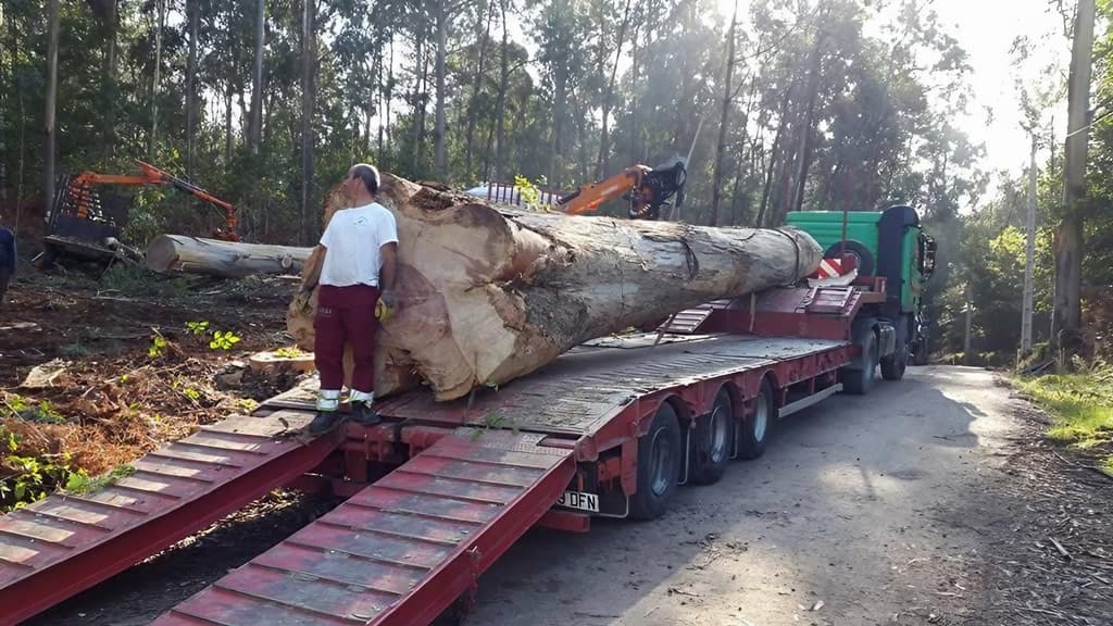Biomasa forestal en Lugo
