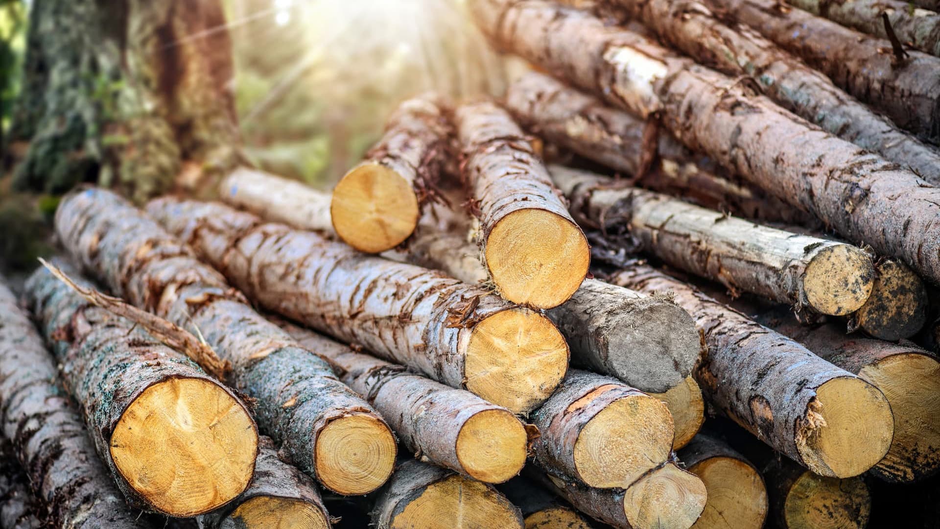 Le ayudamos en la gestión de sus residuos forestales