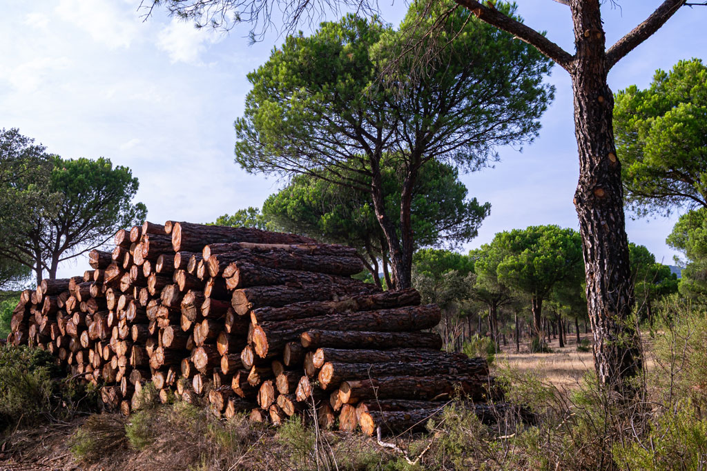 Lotes completos de madera
