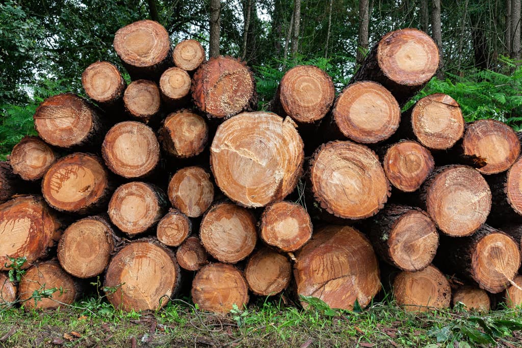 Triturado de madera en Pontevedra
